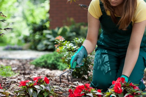 Seasonal garden care in Berrylands showing healthy shrubs and clear pathways